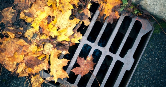 Leaves on outdoor drain